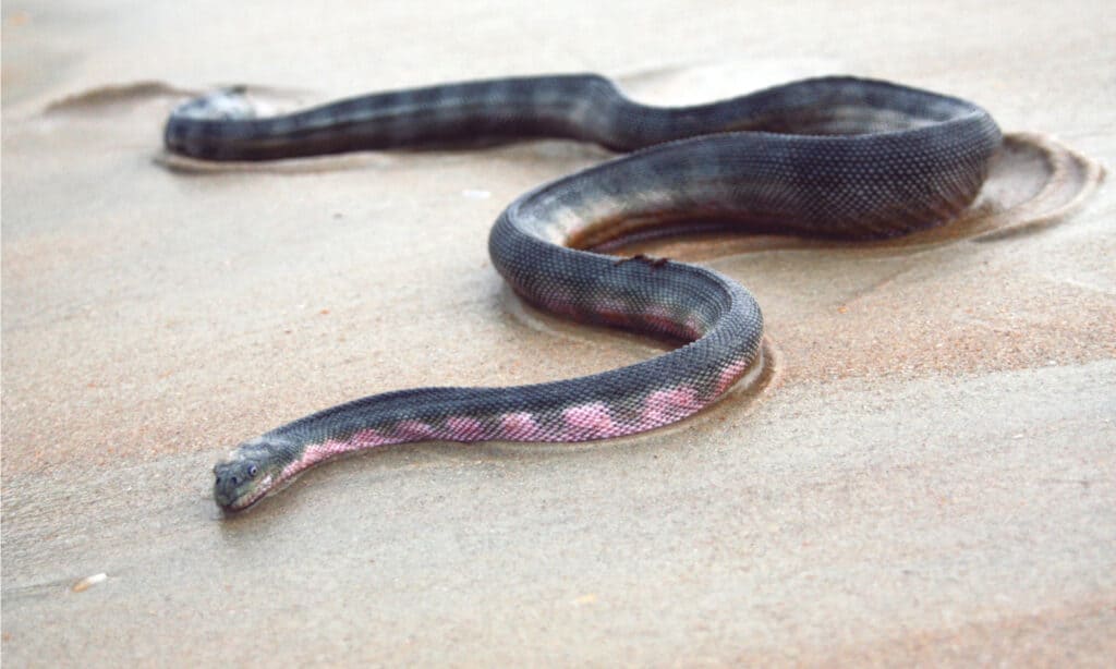 La colorazione di Hook-Nosed Sea Snake agisce come un metodo di mimetizzazione in contrasto, in cui i suoi lati superiori scuri e scuri corrispondono all'ombra delle profondità oceaniche in cui si trova, e le parti inferiori più chiare lo aiutano a evitare di sembrare scuro contro la brillante superficie del mare.