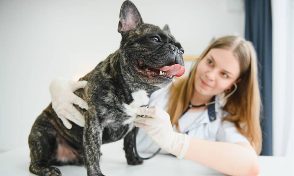 Bulldog francese dal veterinario