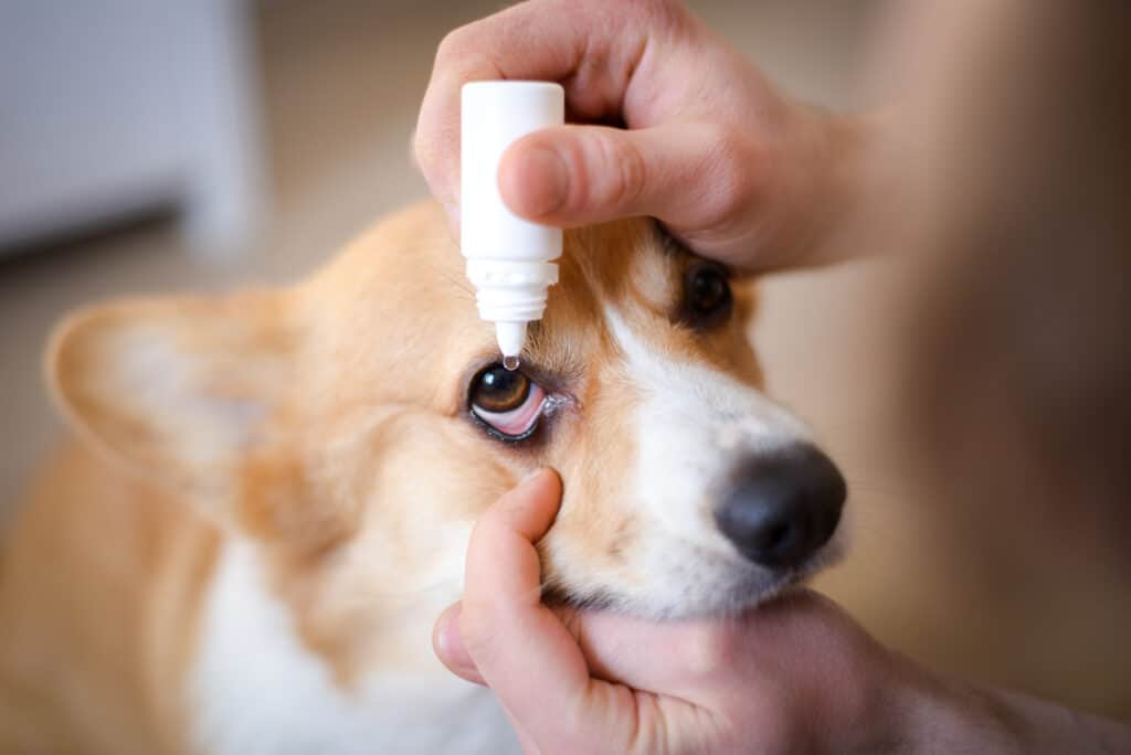 cane che riceve collirio