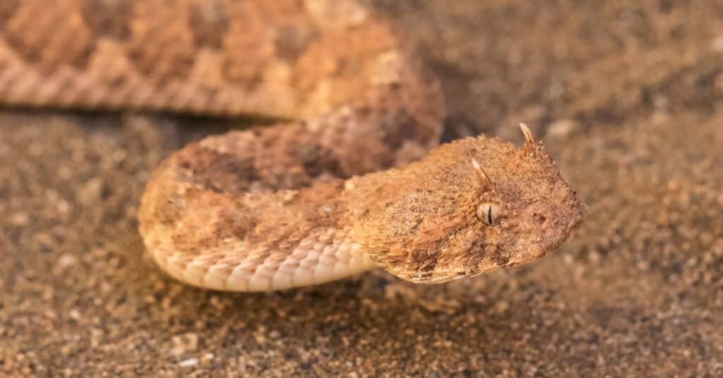 Vipera cornuta