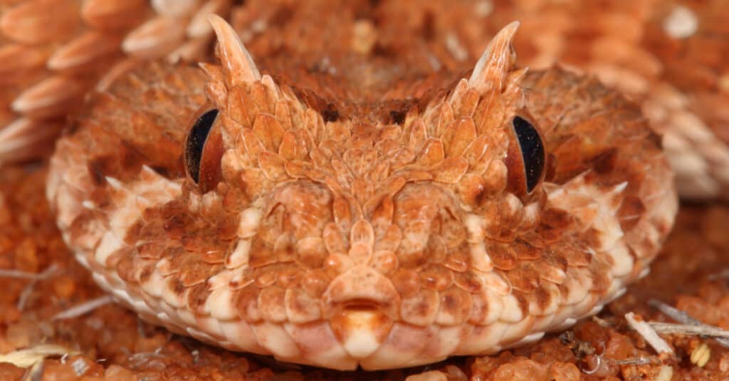 faccia di vipera cornuta