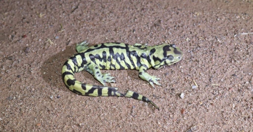 Salamandra tigre barrata in Arizona