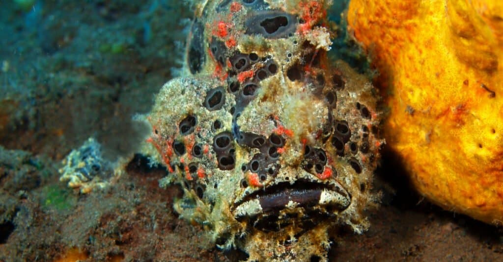 Animali che usano il mimetismo – Rana pescatrice