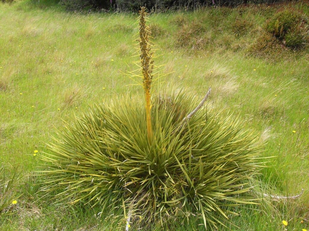 Pianta di Aciphylla aurea