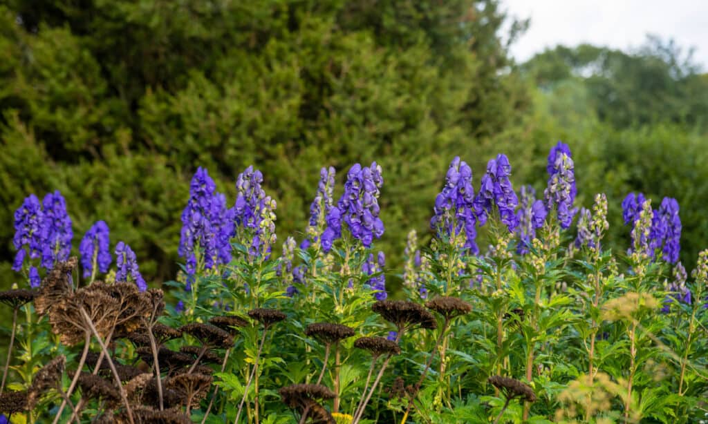 Aconite, Aconite di Carmichael, Autunno, Sfondi, Bellezza nella natura