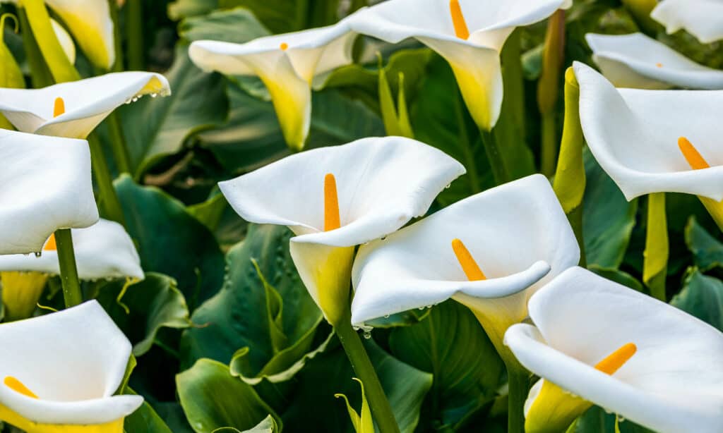 Zantedeschia Etiopica