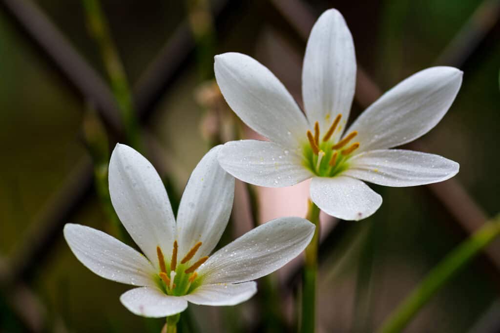 Zefirante Candida
