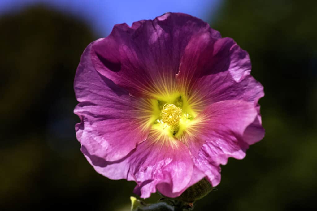 Bellezza, Fiore, Botanica, Cespuglio