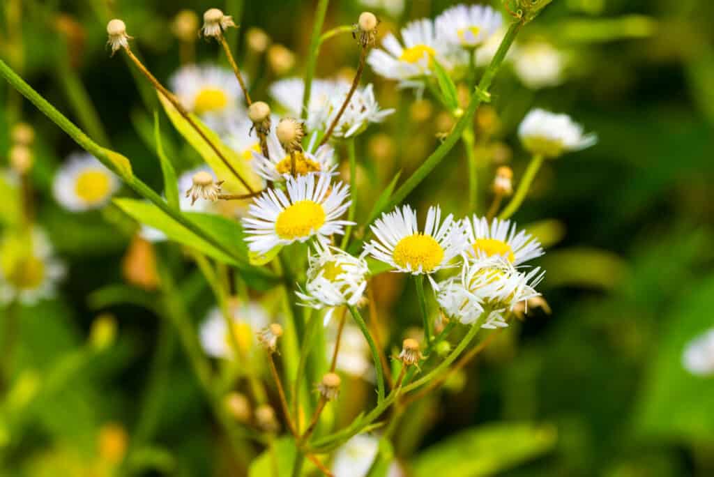 Erigeron (quaccheri bianchi)