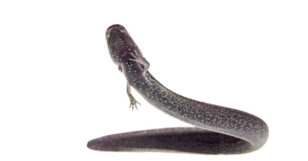 Salamandre più grandi - sirena maggiore 
