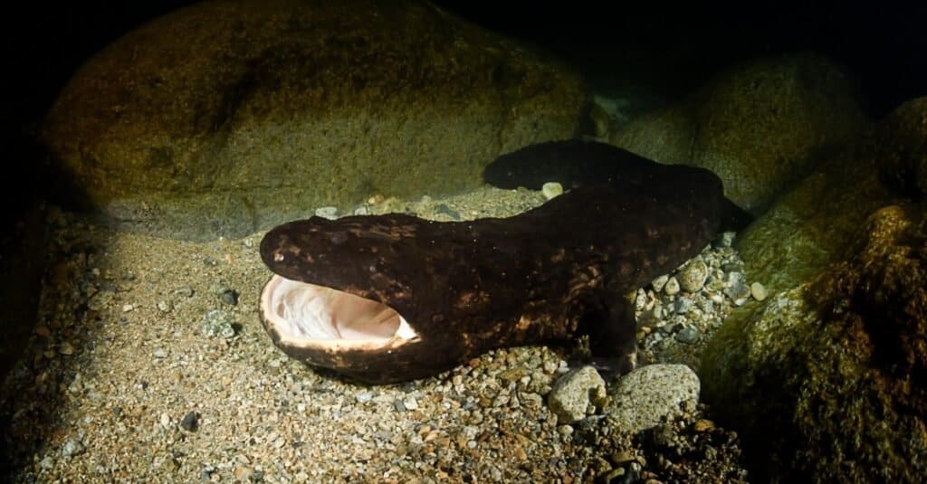 Salamandre più grandi - Salamandra gigante giapponese