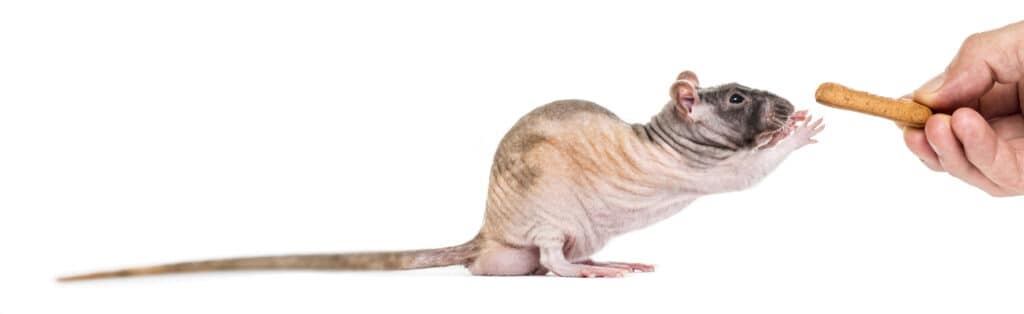 Ratto glabro che prende ossequio dalle dita umane su uno sfondo bianco