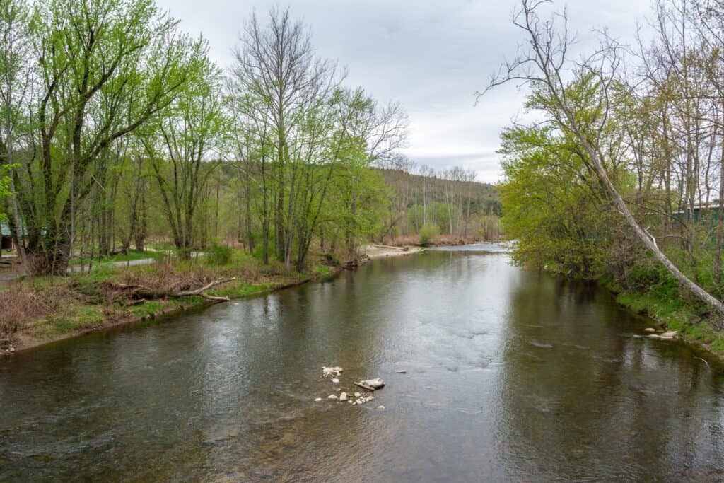 Callicon Creek con alberi verdi su entrambe le sponde