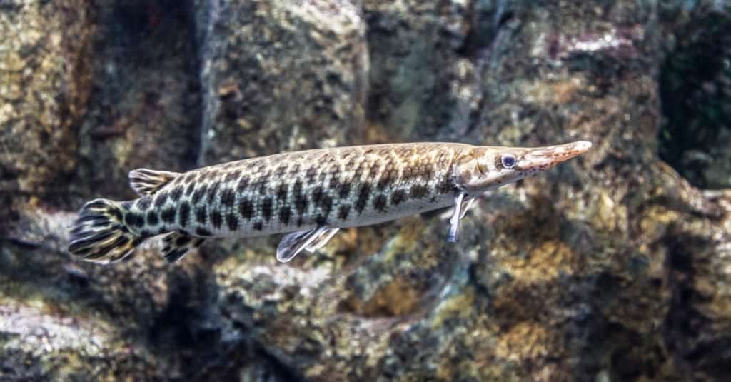 Luccio maculato (Lepisosteus oculatus) in Nord America