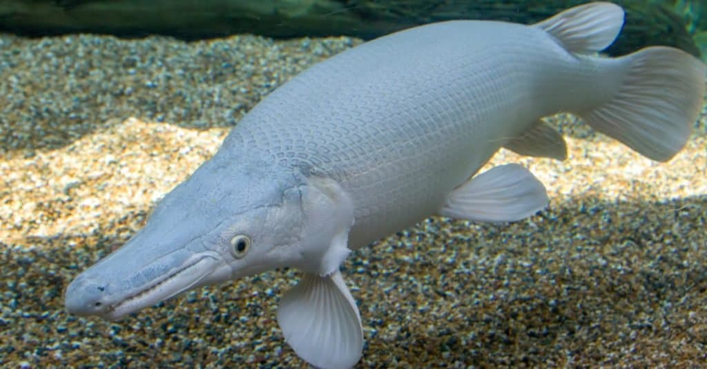 Pesce più costoso: Platinum Alligator Gar