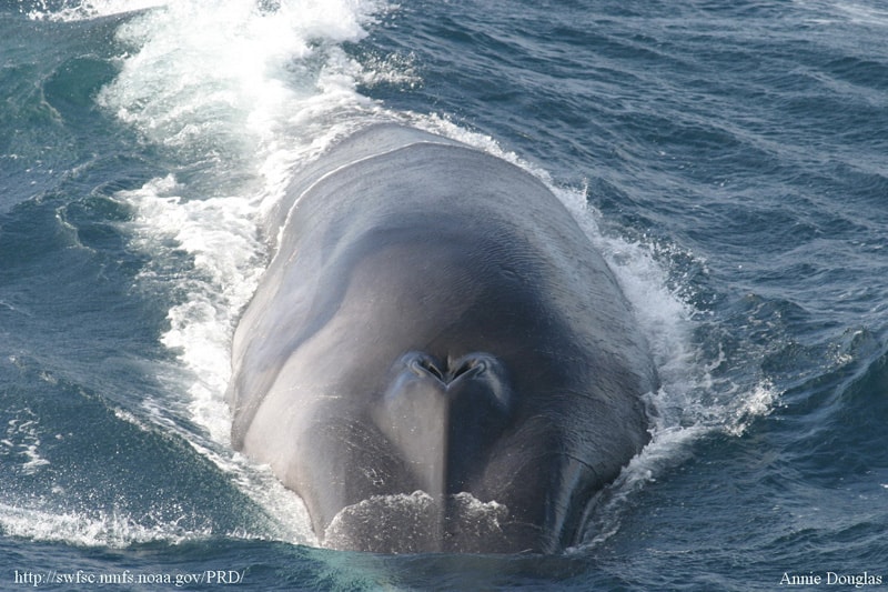 La balenottera azzurra contro la balenottera comune
