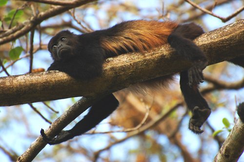 Howler Monkey