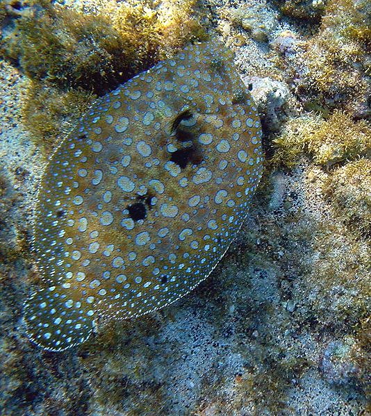 Passera che nuota sul fondo del mare