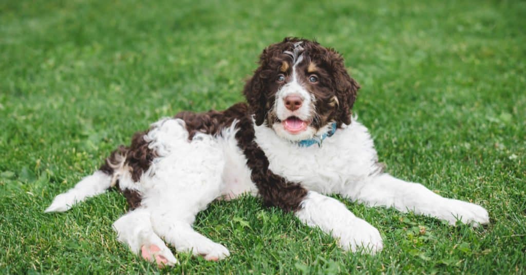 Bernedoodle adulto sdraiato sull'erba