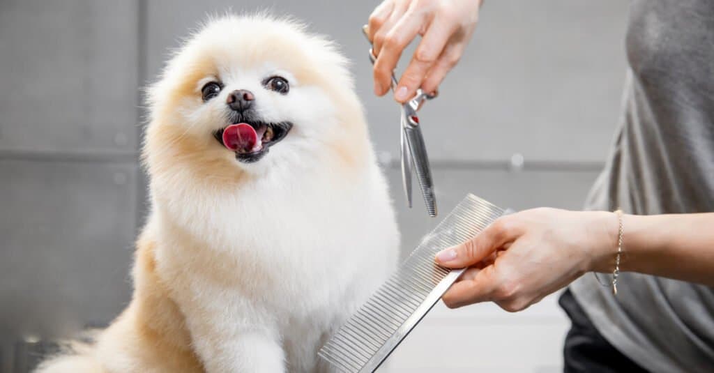 Toelettatura Pomerania