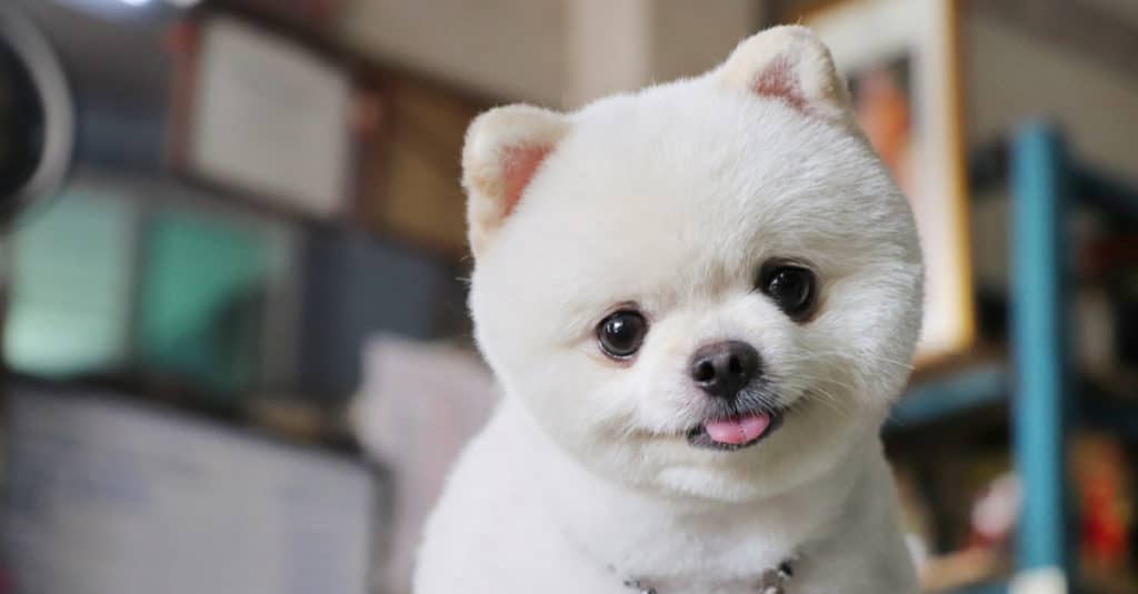 Cane Pomerania