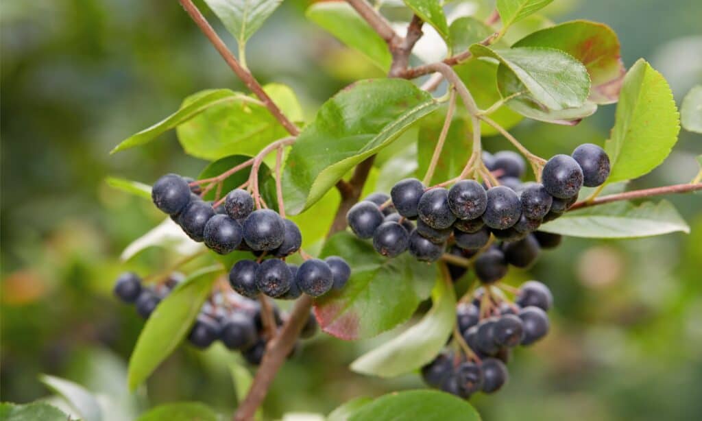 Frutti di bosco