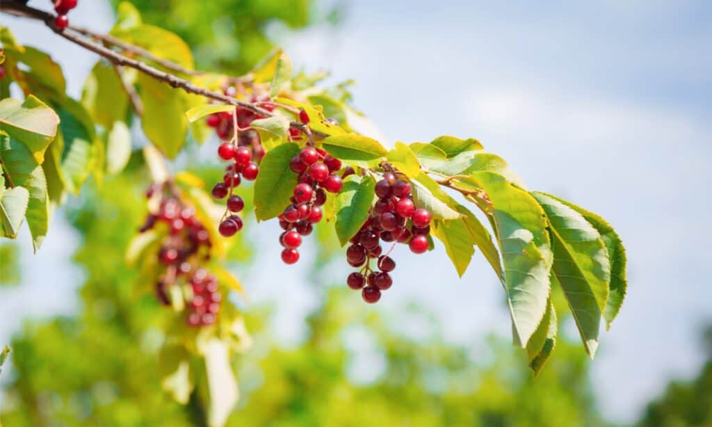 frutta chokecherry su un albero