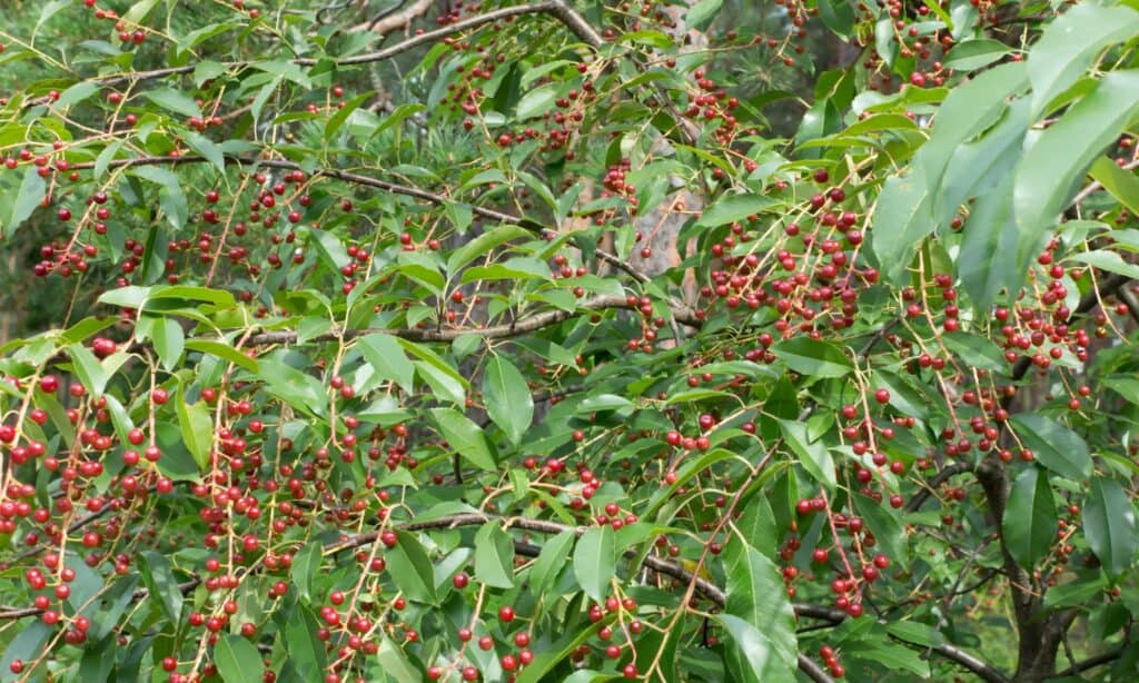 cespugli di chokecherry