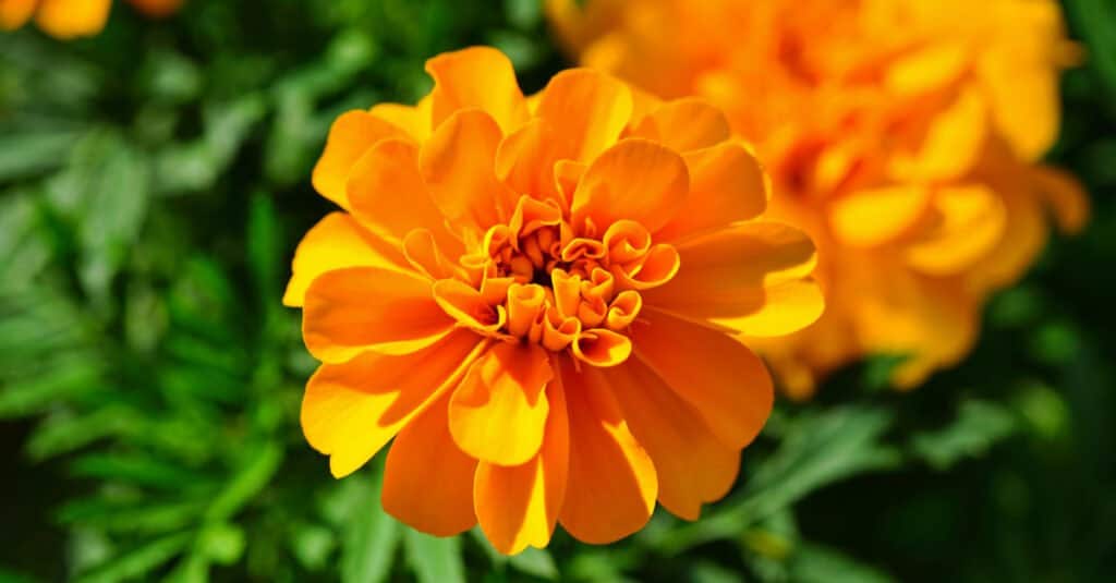 Le calendule sono velenose - Fiore di calendula