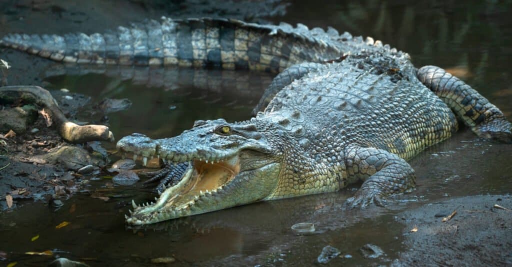 Morso di animale più forte: coccodrillo d'acqua salata