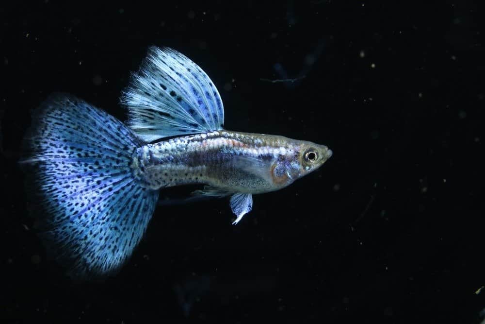 Guppy erba blu