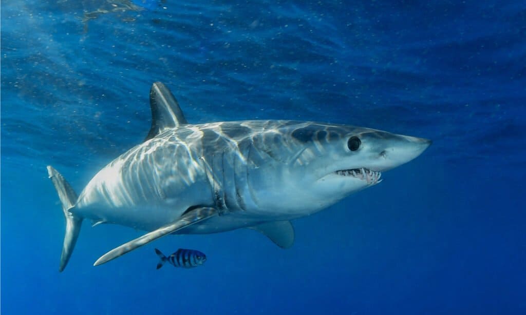 Il personaggio Chum in Alla ricerca di Nemo è uno squalo mako 