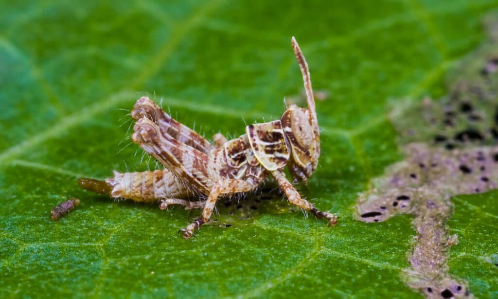 cacca di cavalletta