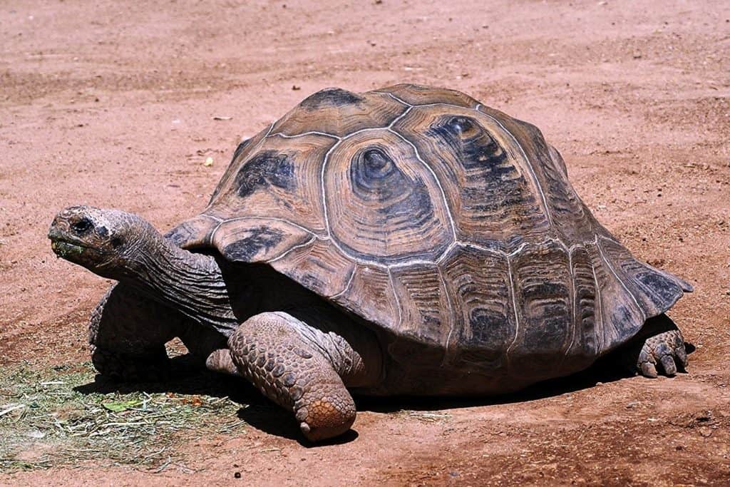 Una delle tartarughe più grandi del mondo, la <a href=