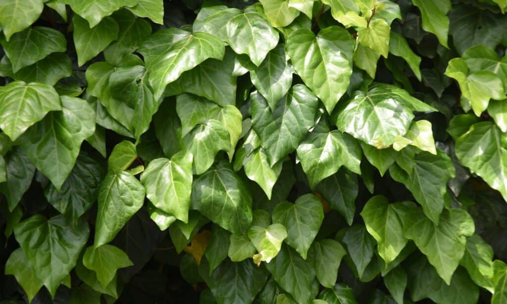 Virginia Creeper contro Boston Ivy