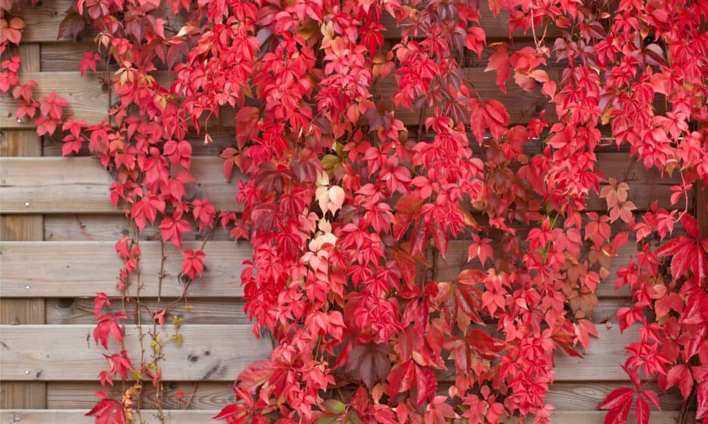 Virginia Creeper contro Boston Ivy