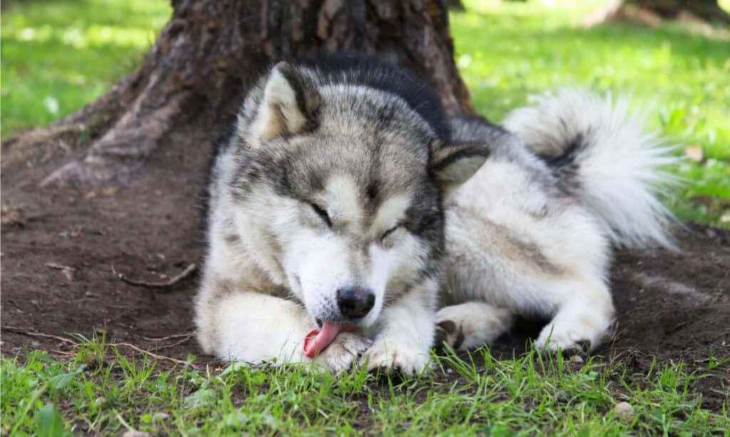 perché i cani si leccano