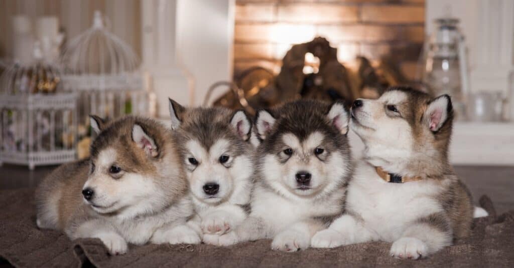 Cuccioli di Alaskan Malamute