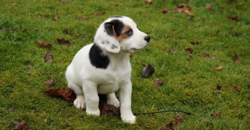 jack russell contro beagle