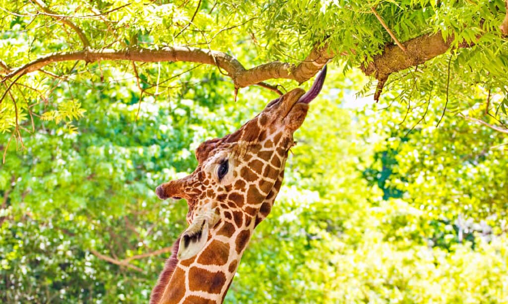 Giraffa, mangiare, nutrirsi, albero, alto - alto