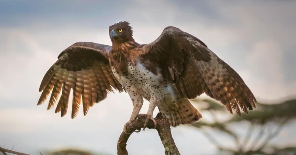 Le aquile più grandi del mondo: l'aquila marziale