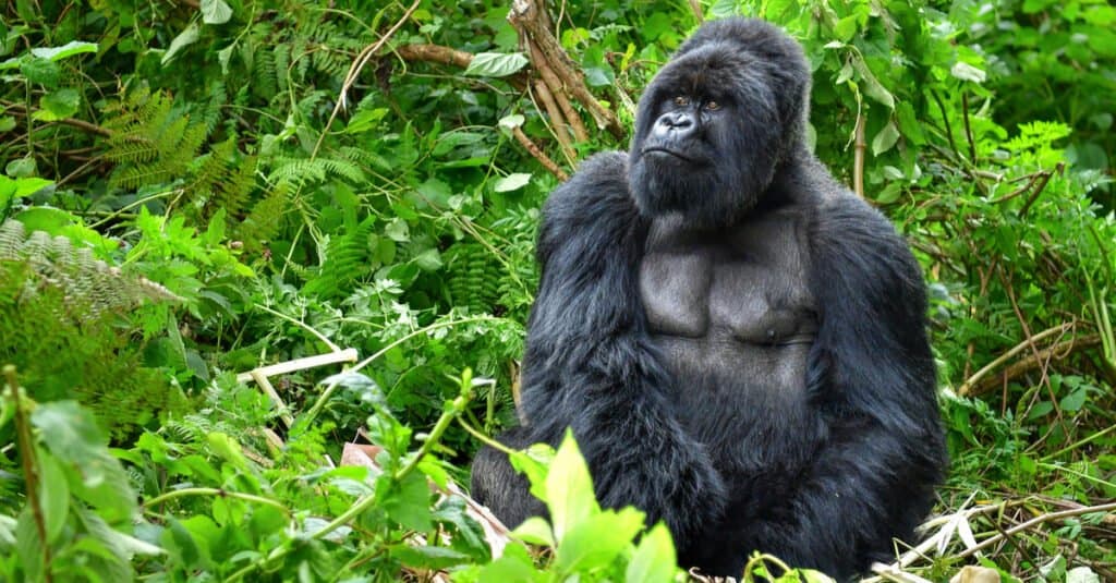 Quanto vivono i gorilla?