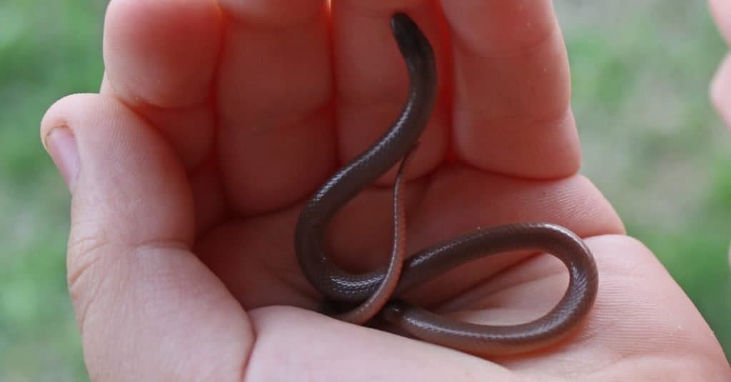 Serpenti più piccoli: serpente a testa piatta