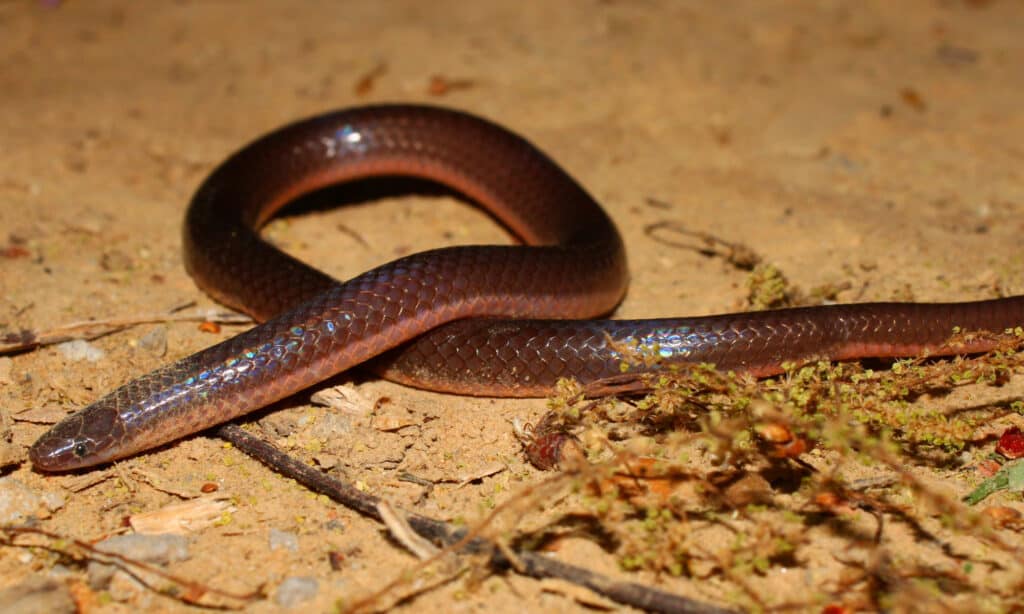 Serpente verme - Serpente verme orientale