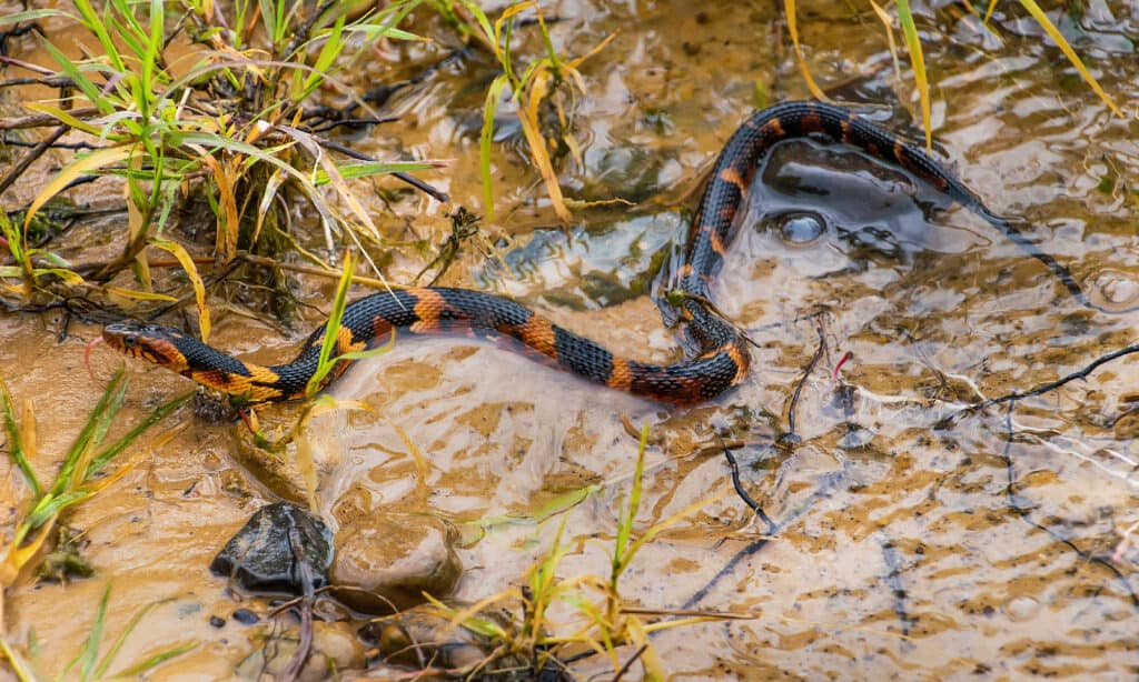 Serpente d'acqua a banda larga