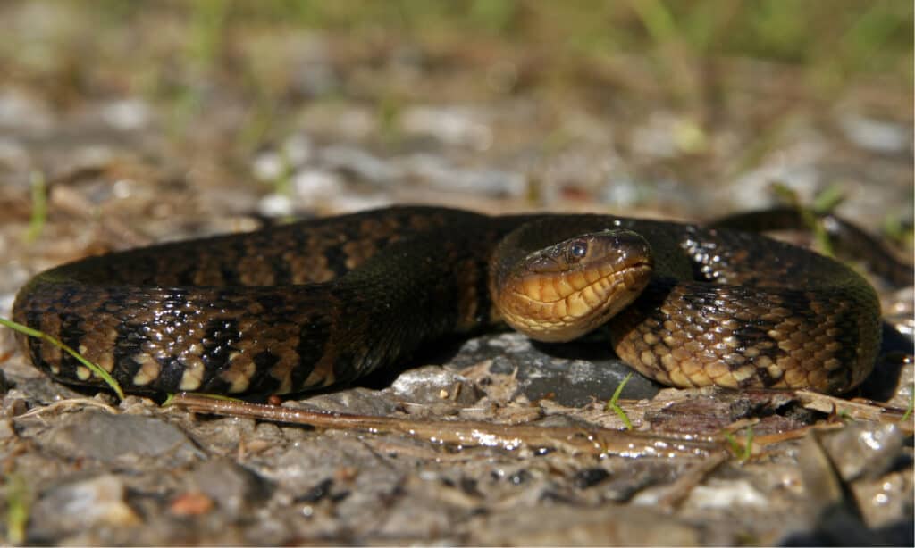 Serpente d'acqua verde del Mississippi