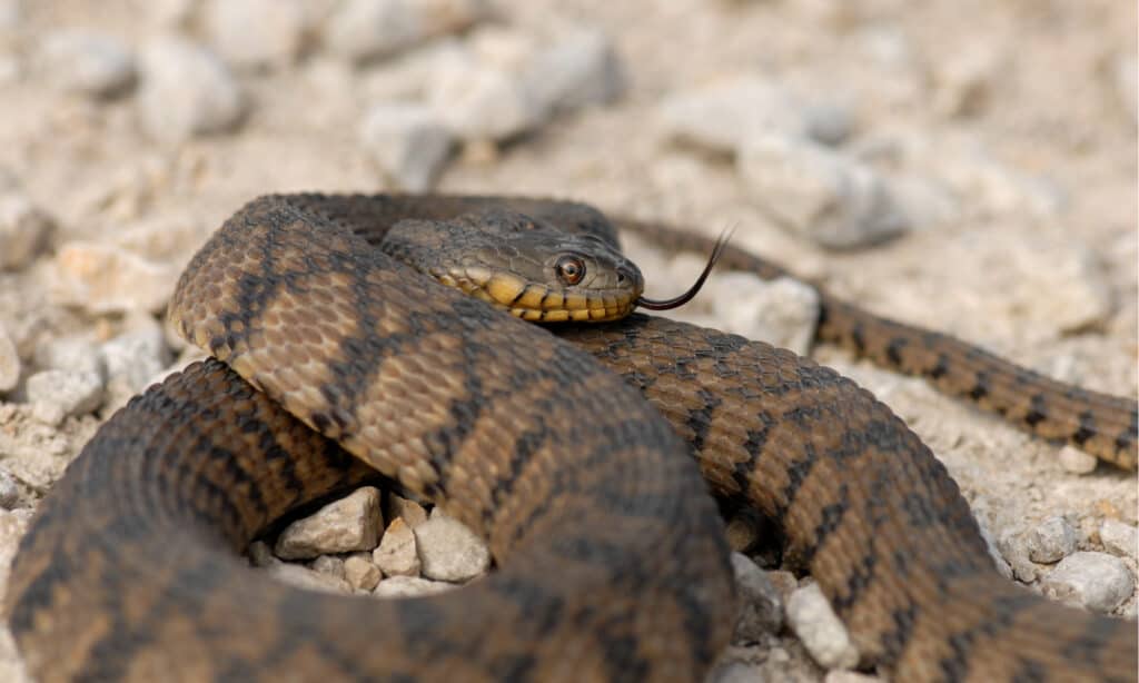Serpente d'acqua Diamondback - Sulle rocce