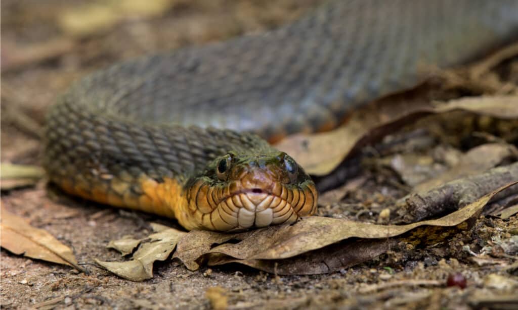 Serpente d'acqua dal ventre piatto - Serpente d'acqua dal ventre giallo