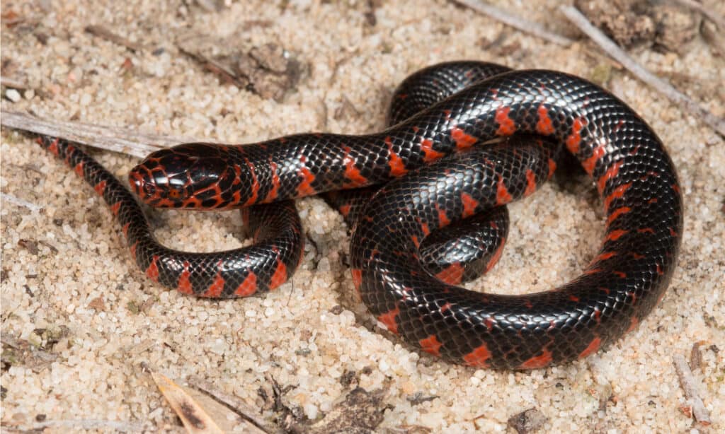 serpente di fango