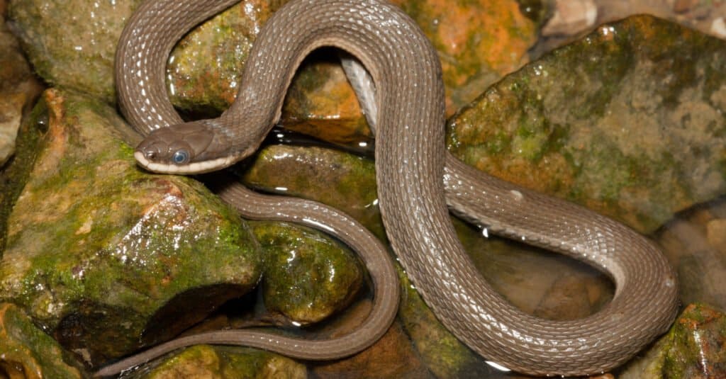Serpente regina (Regina septemvittata)